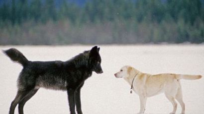 개와 사랑에 빠진 늑대
