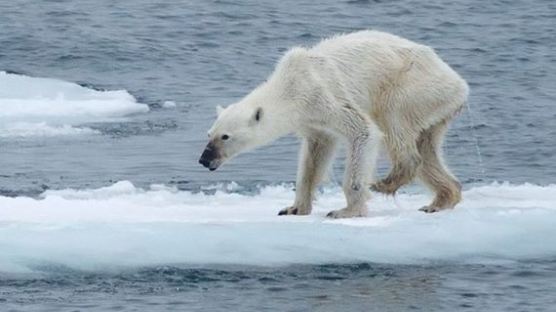 말라비틀어진 북극곰…'지구 온난화 때문'