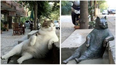 터키 이스탄불에 고양이 동상이 세워진 사연은 