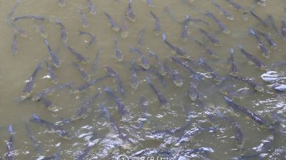 [서소문 사진관] 부여 백마강 낙화암 고란사 선착장에는 강냉이를 좋아하는 물고기가 산다!
