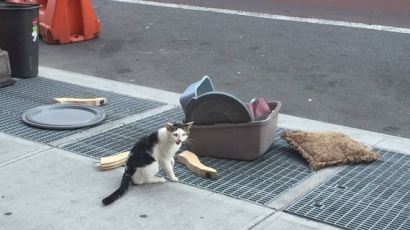 쓰레기와 함께 길가에 버려진 불쌍한 고양이