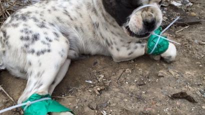 청테이프로 꽁꽁 묶여 도살장 끌려가는 강아지 구한 남성
