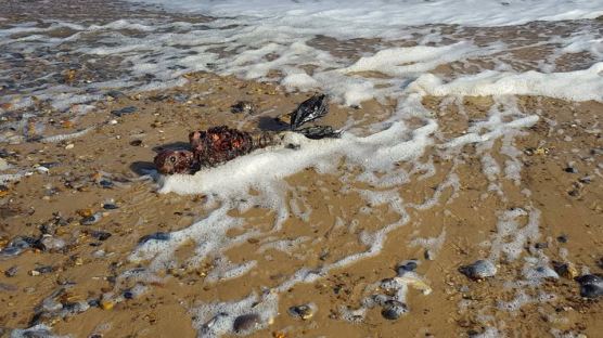죽은 인어공주?…해변에서 수상한 사체 발견