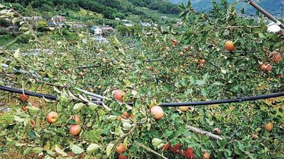 하우스 찢기고, 배·사과 떨어져…경남 농촌도 태풍피해