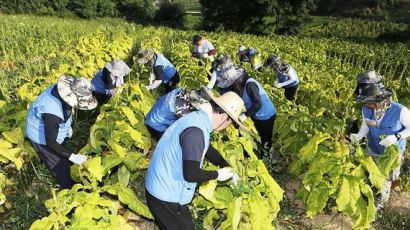 KT&G, 잎담배 농가 봉사 활동 및 지원 꾸준히 진행키로
