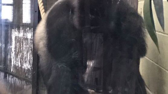 '하람베'의 교훈? 런던동물원 탈출했던 고릴라 생포