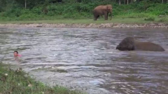  주인 구하기 위해 물로 뛰어든 아기 코끼리