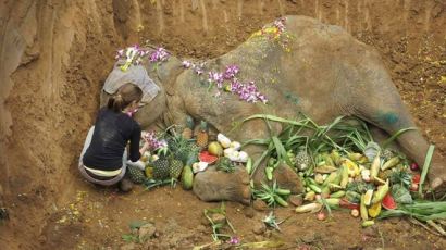 평생 관광객만 태우다 죽은 코끼리의 애잔한 장례식