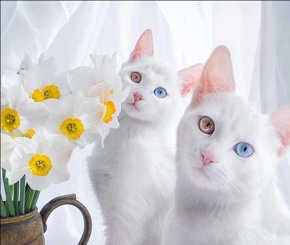 오드아이를 가진 아름다운 두 쌍둥이 고양이 | 중앙일보