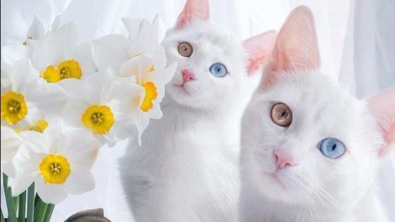오드아이를 가진 아름다운 두 쌍둥이 고양이