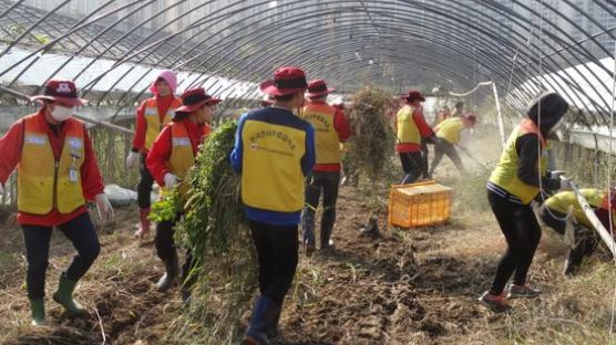전국자원봉사연맹, 울산 북부 태풍 피해 하우스 농가 복구활동
