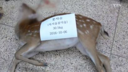 도토리 무단채취하던 시민에 놀라…꽃사슴의 안타까운 죽음
