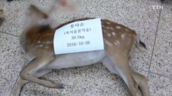 도토리 무단채취하던 시민에 놀라…꽃사슴의 안타까운 죽음