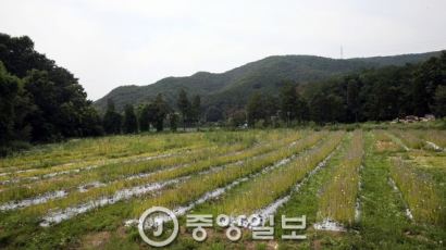 우병우 수석 처가 화성 땅 차명보유 의혹 '공소권 없음 의견'