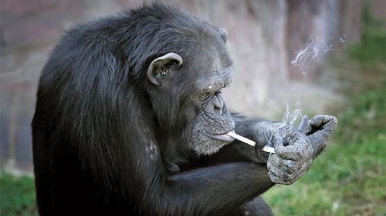 [사진] 하루에 1갑…평양 동물원 골초 침팬지