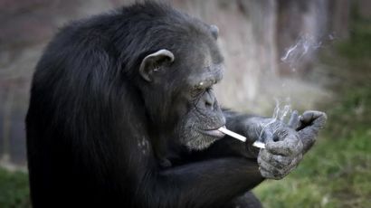 평양동물원의 명물 '골초' 침팬지