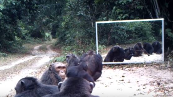 [영상] 정글에 거울 설치 실험…깜짝 놀란 동물들