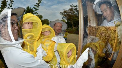 [서소문 사진관] 안전한 벌통 '허니팩토리'에서 꿀벌과 교감하세요