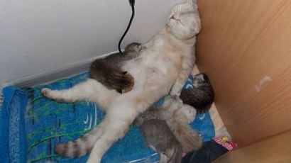 육아에 지쳐 방 한켠에 웅크려 쪽잠자는 엄마 고양이