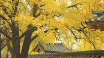 [커버스토리] 3000여 후손 남긴 500살 ‘의자왕 은행나무’ 여전히 노란 청춘 