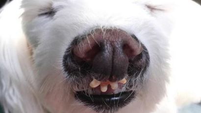 안락사 직전 구해진 강아지의 아름다운 미소