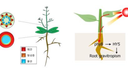 뿌리는 '식물의 브레인'…서울대, 땅속 뿌리의 새로운 기능 발견