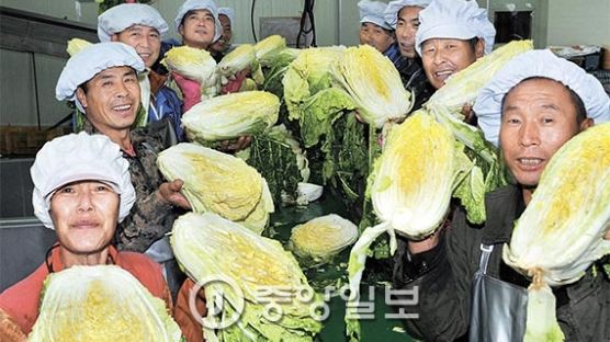 [현장 속으로] 농민 “중국 청년 없으면 배추농사 애먹어” 필리핀인 “인심 좋은 한국 오려고 줄서요”