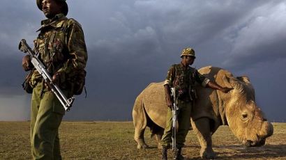 지구에 딱 한 마리 남은 코뿔소…24시간 엄호 받는다