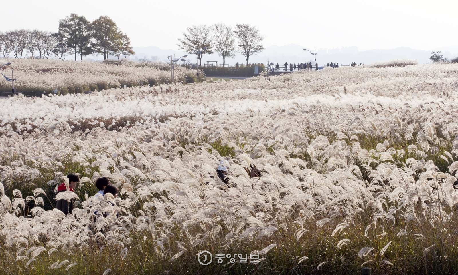 커버스토리] 쓰레기더미 뚫고 피어난 '생명의 물결' | 중앙일보