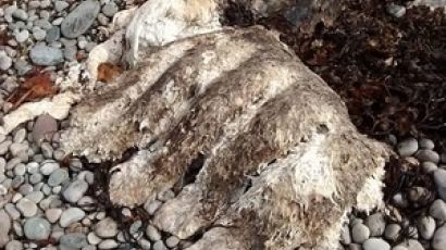 스코틀랜드 한 해안가에서 발견된 정체불명의 동물 사체