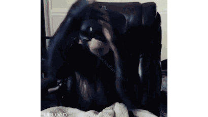 VR을 처음 본 침팬지의 반응은?