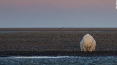얼음이 녹은 바다를 보고 슬퍼하는 북극곰