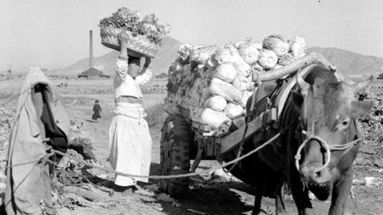 [화보] 소달구지에 배추 싣고…60년 전 김장 풍경