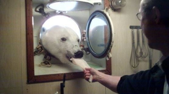 배고파서 선박 창문으로 얼굴 들이민 북극곰