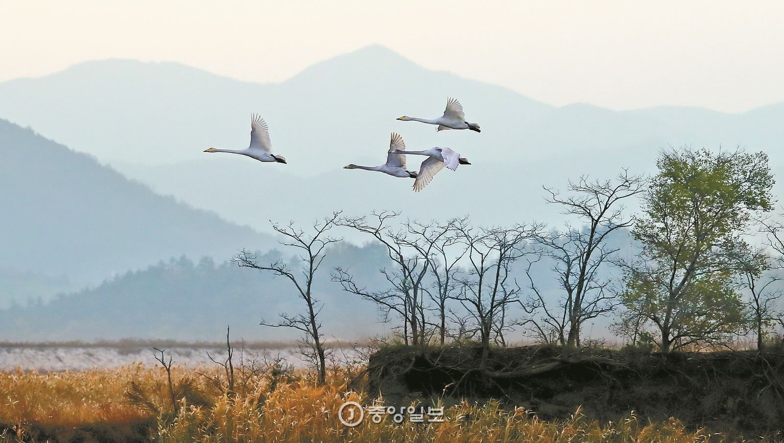 커버스토리] 찬바람 타고 큰고니가 왔어요 | 중앙일보