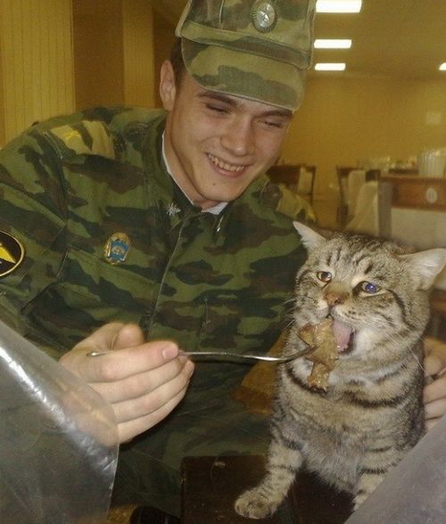 [전쟁속의 동물들 (2)] "짬타이거" 군대 고양이 "군묘" 계급은?