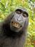 2011년 원숭이가 사진 작가의 카메라로 찍은 셀카가 인터넷에 퍼지자 저작권을 놓고 논쟁이 일었다.