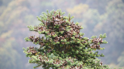 구상나무 집단서식지 소백산에서 최초 발견