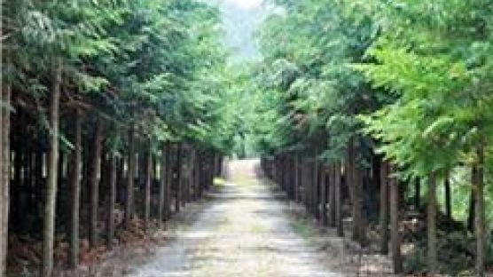 경북도 소나무 대신 편백나무 심는다 