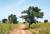 서아프리카 부르키나파소 공화국에서 야생하는 시어나무.
