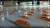 일본 후쿠오카(福岡)현 기타큐슈(北九州)시에 위치한 테마파크 `스페이스월드`가 죽은 물고기를 넣어 아이스링크 바닥을 얼리는 모습. 페이스북에 올렸다가 비윤리적이라는 논란이 일자 사진을 삭제했다. [사진 유튜브 캡쳐]