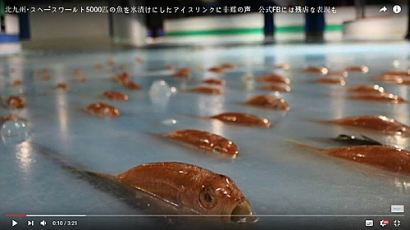 물고기 5000마리 넣어 얼린 일본 아이스링크, "비윤리적" 비난에 임시 폐장