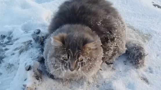 얼어붙은 물웅덩이에 갇힌 고양이 구조한 커플