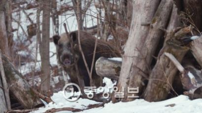 강원 삼척서 약초 캐던 50대 멧돼지에 물려 숨져