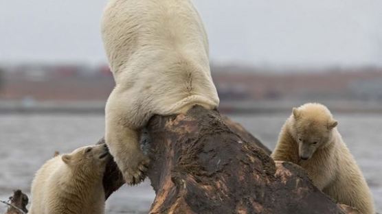 고래 뼈에 머리 파묻고 식사하는 북극곰