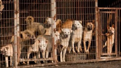 "일년 250만마리 먹는 나라" 한국 개고기 농장 비판한 영국 언론