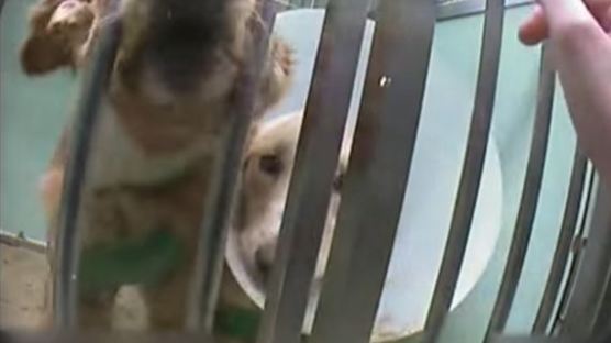 동물보호단체가 공개한 실험견의 충격적인 영상