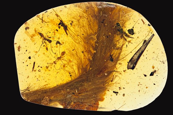 9900만년 전 공룡의 꼬리가 박힌 채 발견된 호박 [과학저널 현대생물학 캡처]