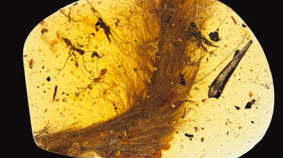 9900만년 전 ‘공룡 꼬리’ 호박 속에 박힌 채 발견