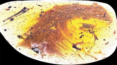 [사진] 9900만 년 전 털 달린 공룡 꼬리
